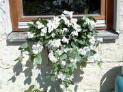 Bugenvilea bílá v truhlíku