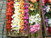 Mečíky, lilie, istopadky