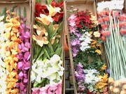 Mečíky, lilie, listopadky, gerbery