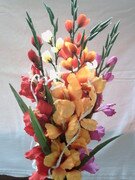 Kytice barevných mečíků