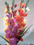 Kytice barevných mečíků